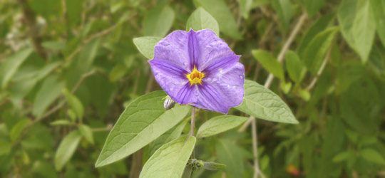 Solanum rantonetti (Brasilien) - Fam.: Nachtsschattengewächse (Solanaceae)