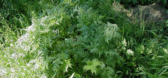 Wasserschierling − Conium maculatum − Fam.: Umbelliferen