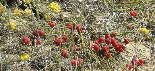Meerträubel − Ephedra dystachia − Ephedraceen