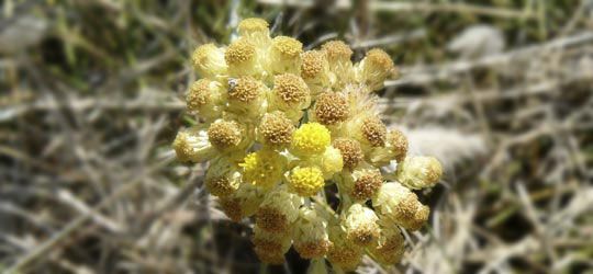 gelbe Immortelle − Helichrysum arenarium − Fam.: Compositae