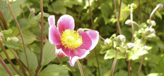 Japan-Anemone − Anemone hupehensis − Fam.: Ranunculaceen 