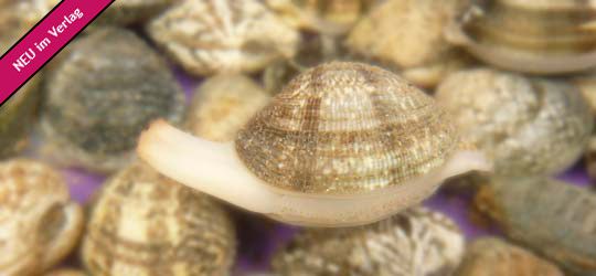 Venusmuschel (eine von vielen) −  Ruditapes decussatus − Palourde croisée (fr.) − Fam.: Veneridae